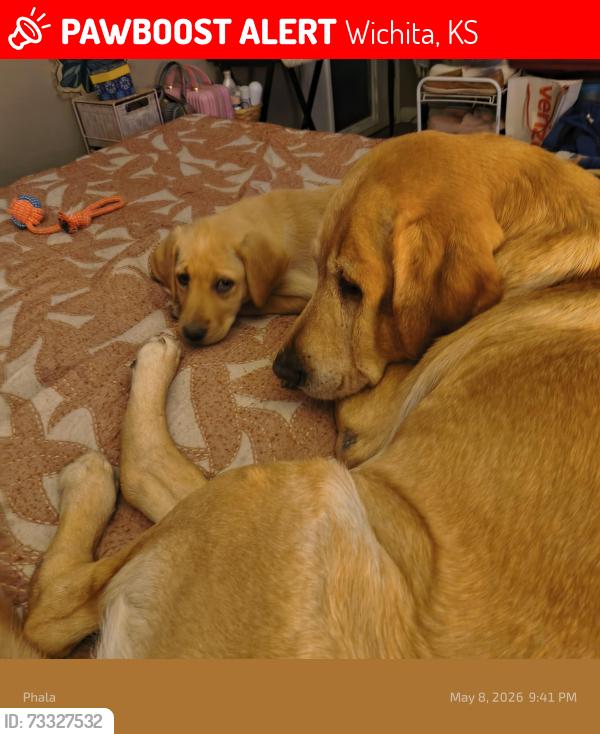 Lost Male Dog last seen 54th and Armstrong Wichita KS, Wichita, KS 67204