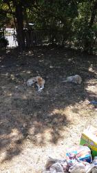 Found/Stray Unknown Dog last seen Near and Carson, Haltom City, TX 76117