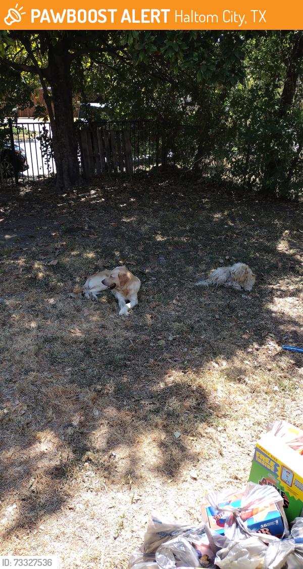 Found/Stray Unknown Dog last seen Near and Carson, Haltom City, TX 76117