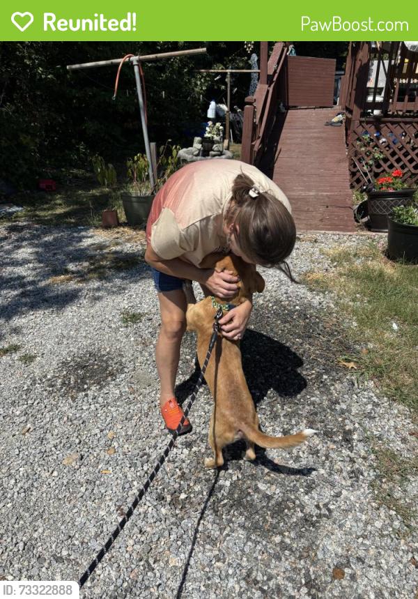 Reunited Male Dog last seen Sid Mitchell Rd & Holden Road, Youngsville, NC 27596
