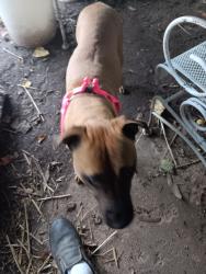 Lost Female Dog last seen Lewis Avenue and 48th Street North, Tulsa, OK 74130