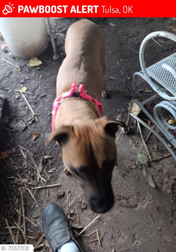 Lost Female Dog last seen Lewis Avenue and 48th Street North, Tulsa, OK 74130