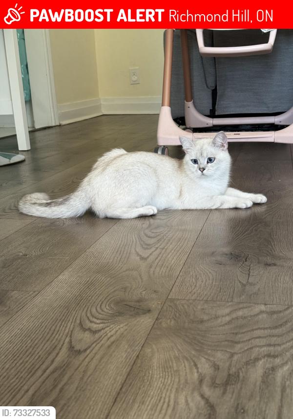 Lost Female Cat last seen Near bronwdale cresent, Richmond Hill, ON 