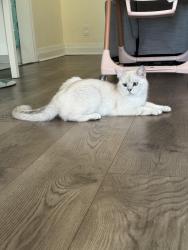 Lost Female Cat last seen Near bronwdale cresent, Richmond Hill, ON 
