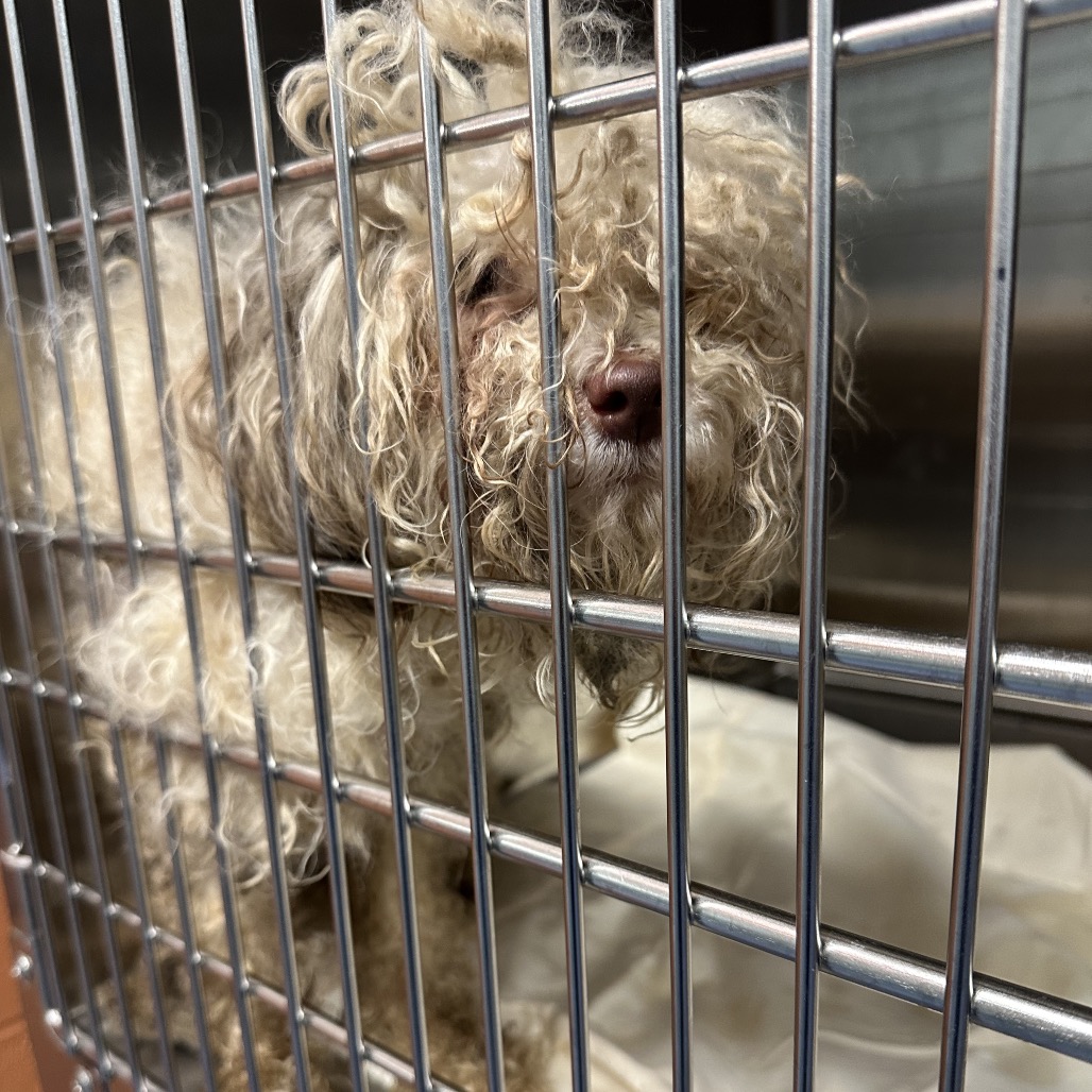 Shelter Stray Male Dog last seen , 980 Guilford College Rd, Greensboro, NC 27409, USA