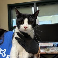 Shelter Stray Male Cat last seen , 361 S Raymond Ave, Pasadena, CA 91105, USA