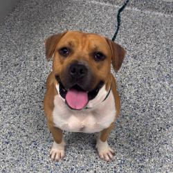 Shelter Stray Male Dog last seen , 328 Furman Hall Rd, Greenville, SC 29609, USA