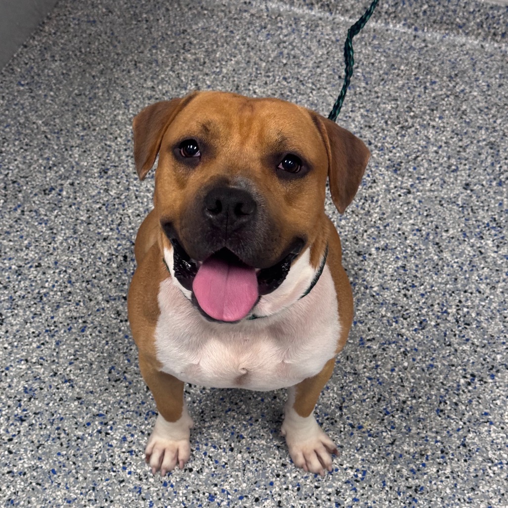 Shelter Stray Male Dog last seen , 328 Furman Hall Rd, Greenville, SC 29609, USA