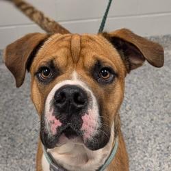Shelter Stray Male Dog last seen , 328 Furman Hall Rd, Greenville, SC 29609, USA