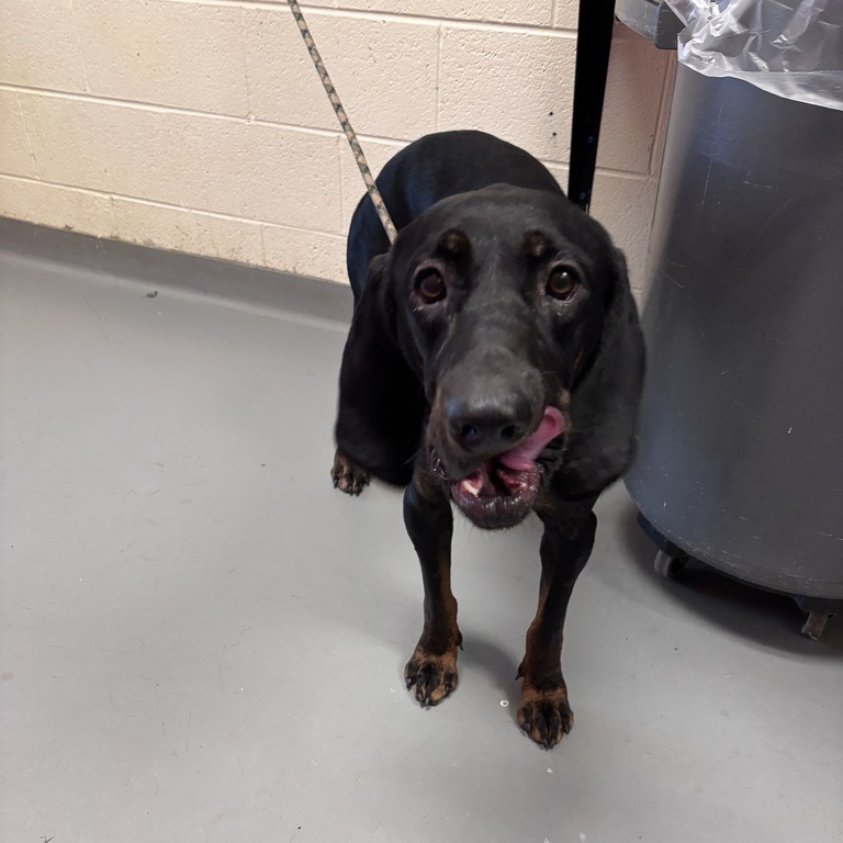 Shelter Stray Female Dog last seen , 14 Forever Friend Ln, Asheville, NC 28806, USA