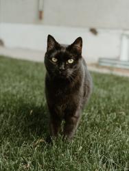 Lost Female Cat last seen Montgomery, Saskatoon, SK, Saskatoon, SK S7M 3T8