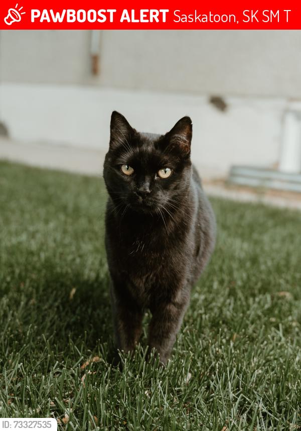Lost Female Cat last seen Montgomery, Saskatoon, SK, Saskatoon, SK S7M 3T8