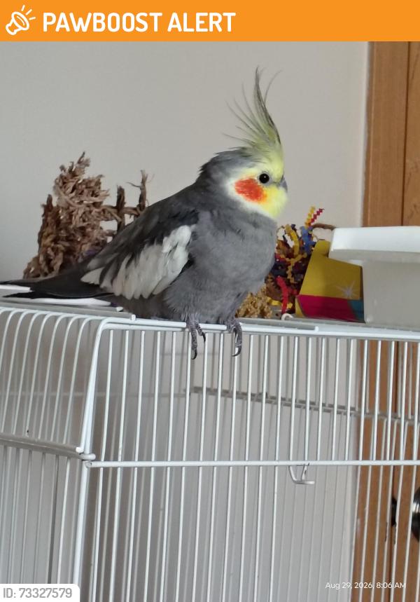 Found/Stray Male Bird last seen Weber rd and renwick rd, Lockport Township, IL 60403