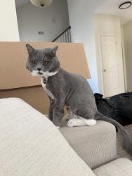 Reunited Male Cat last seen Near forest glen dr, Forest Hill, TX 76119
