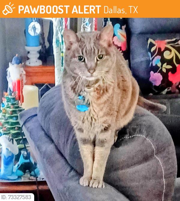 Found/Stray Male Cat last seen Creekside Cir, Tyler TX, Dallas, TX 75217