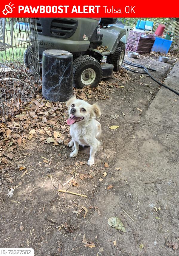Lost Male Dog last seen North Lewis and 48th Street North, Tulsa, OK 74130