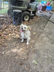 Lost Male Dog last seen North Lewis and 48th Street North, Tulsa, OK 74130