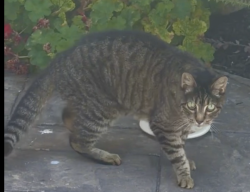 Reunited Unknown Cat last seen 172nd Street and Firmona Avenue, Lawndale, CA 90278