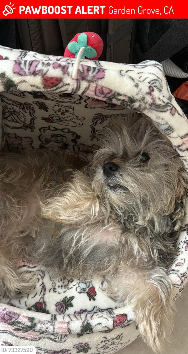 Lost Female Dog last seen Summerfield tea bar, Garden Grove, CA 92840