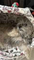 Lost Female Dog last seen Summerfield tea bar, Garden Grove, CA 92840