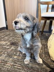 Reunited Female Dog last seen On Timber Forest between 1960 and Atascocita Road, Humble, TX 77346