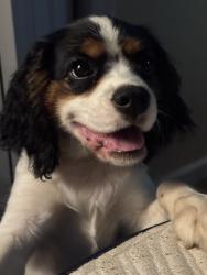Reunited Male Dog last seen Evanshire Dr, Virginia 22406, USA, Stafford County, VA 22406