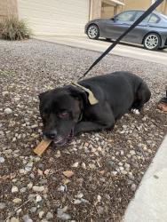 Found/Stray Male Dog last seen across from CVS on unser, Albuquerque, NM 87114