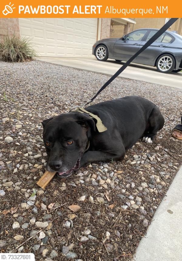 Found/Stray Male Dog last seen across from CVS on unser, Albuquerque, NM 87114