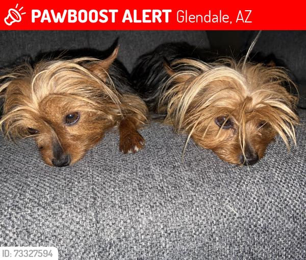 Lost Female Dog last seen Luke Air Force Base, Glendale, AZ 85307