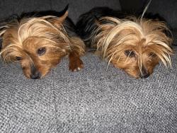 Lost Female Dog last seen Luke Air Force Base, Glendale, AZ 85307