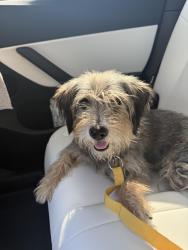 Found/Stray Female Dog last seen Main Street, La Puente, CA 91744
