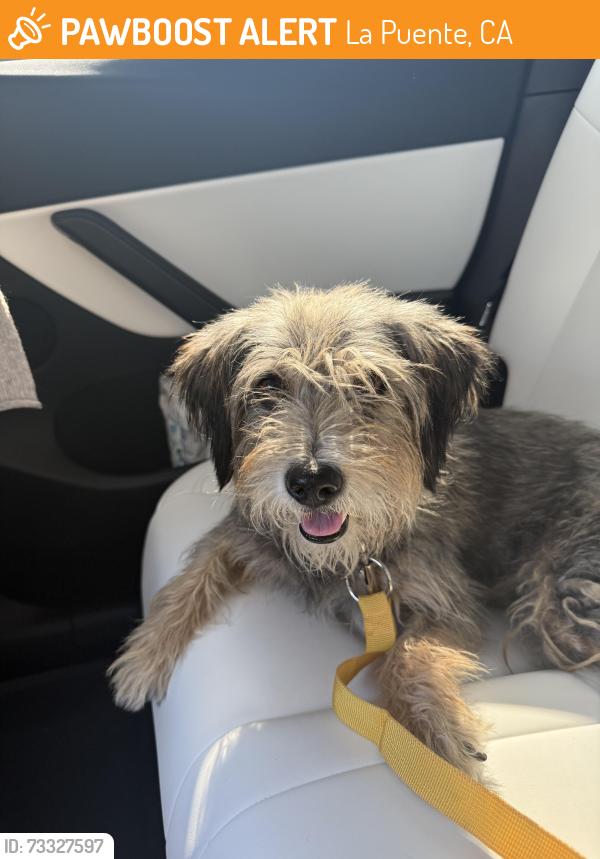 Found/Stray Female Dog last seen Main Street, La Puente, CA 91744