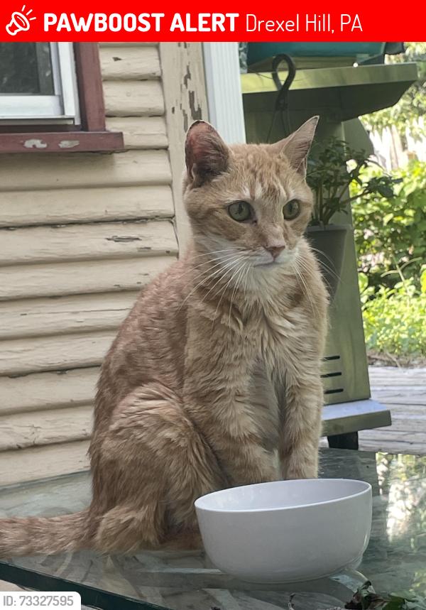 Lost Male Cat last seen Near Harper ave Drexel hill pa 19026, Drexel Hill, PA 19026