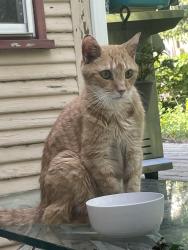 Lost Male Cat last seen Near Harper ave Drexel hill pa 19026, Drexel Hill, PA 19026