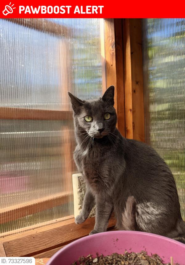 Lost Female Cat last seen 58th and 224th, Mountlake Terrace, WA 98043