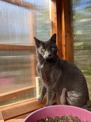 Lost Female Cat last seen 58th and 224th, Mountlake Terrace, WA 98043