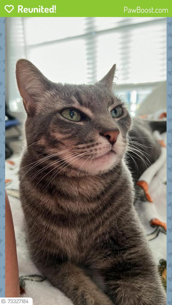 Reunited Female Cat last seen Bear creek area, South Pasadena, FL 33707
