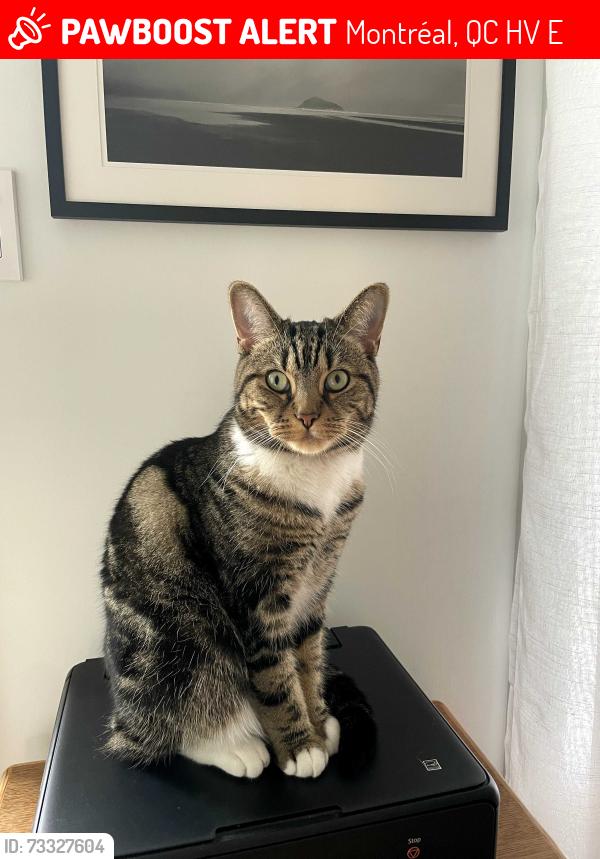 Lost Male Cat last seen Near Corontation Ave, Montréal, QC H4V 2E3