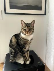 Lost Male Cat last seen Near Corontation Ave, Montréal, QC H4V 2E3
