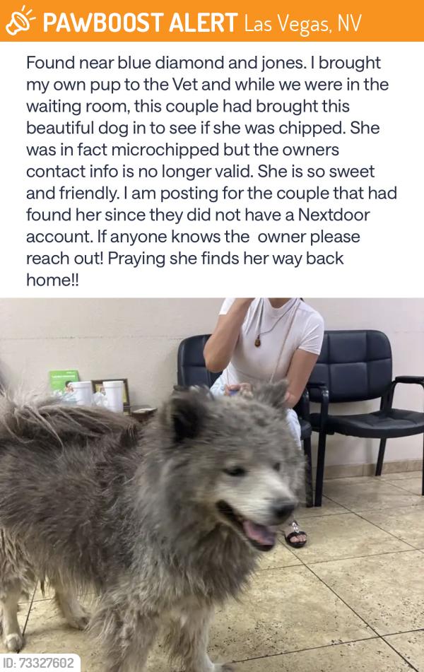 Found/Stray Female Dog last seen Blue diamond and jones, Las Vegas, NV 89141