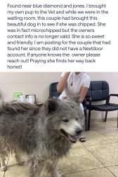 Found/Stray Female Dog last seen Blue diamond and jones, Las Vegas, NV 89141