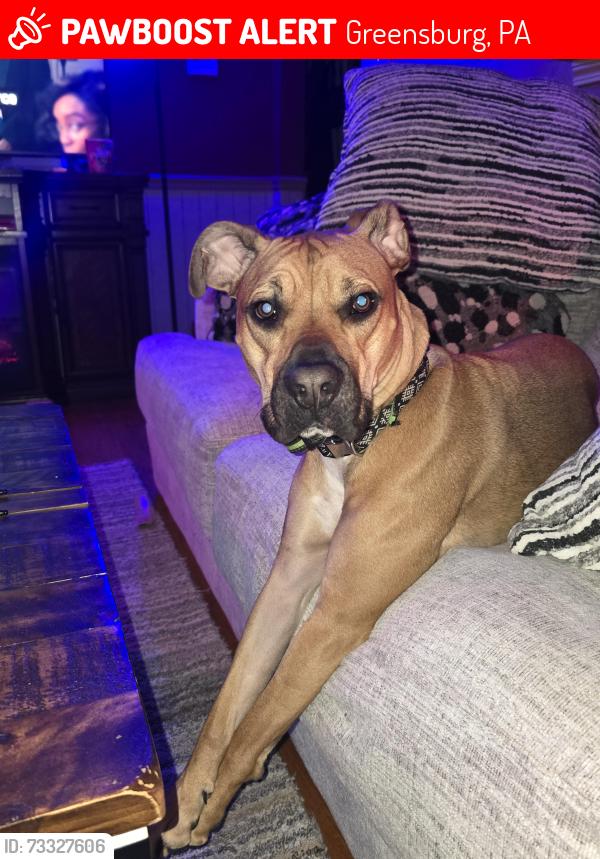 Lost Female Dog last seen Rosietown and Tremont ext., near medmark treatment center, old Comcast building, Greensburg, PA 15601