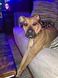 Lost Female Dog last seen Rosietown and Tremont ext., near medmark treatment center, old Comcast building, Greensburg, PA 15601
