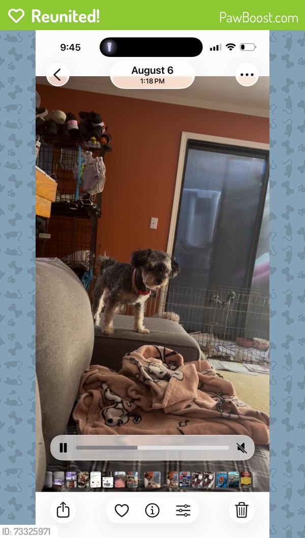 Reunited Female Dog last seen Cherry avenue, San Jose, CA 95118
