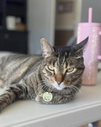 Reunited Male Cat last seen J8 and 25 west, Lancaster, CA 93536