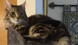 Lost Female Cat last seen San Miguel Canyon Road, Prunedale, CA 95076