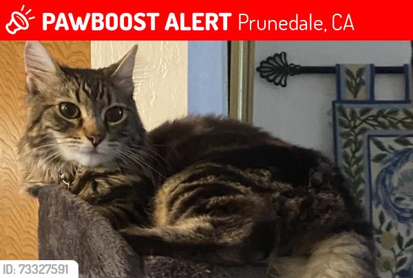 Lost Female Cat last seen San Miguel Canyon Road, Prunedale, CA 95076