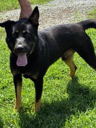 Reunited Male Dog last seen Liberty grove, old liberty road, Liberty, NC 27298