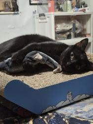 Reunited Female Cat last seen Near dickens ave, Orlando, FL 32809