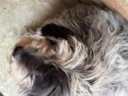 Found/Stray Unknown Dog last seen Scenic Hills neighborhood, Memphis, TN 38128